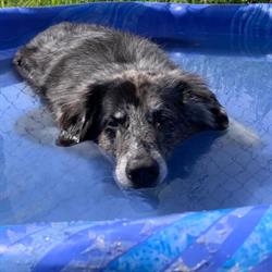 Canine Station (Jenn's Doggie Daycare), Brookfield, NS opening hours