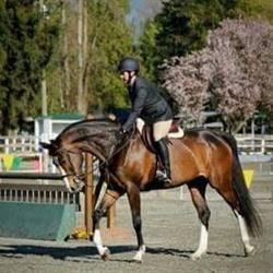Paris Equestrian, Maple Ridge, BC opening hours