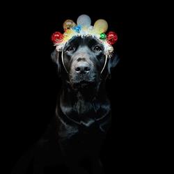 Club Canine, Prince Albert, SK opening hours