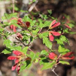 Larchwood Nurseries, Lyalta, AB opening hours