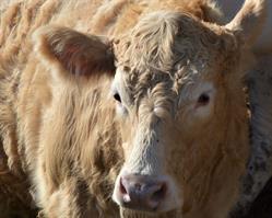 B & C Farms, Langton, ON opening hours