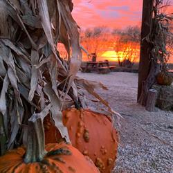 Schwabe Pumpkins, St. Andrews, MB opening hours