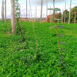 Beaver Valley Hops, Clarksburg, ON opening hours