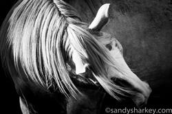 Marlborough Mustangs, Smiths Falls, ON opening hours