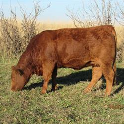 Cherway Limousin, Sanford, MB opening hours