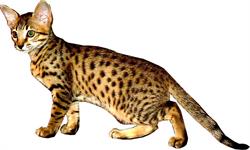 Simply Spots Savannahs - Breeder of Savannah Kittens & Savannah Cats, Olds, AB opening hours