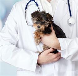 Parkwest Pet Clinic, Edmonton, AB opening hours