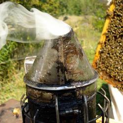 Chatsworth Honey, opening hours