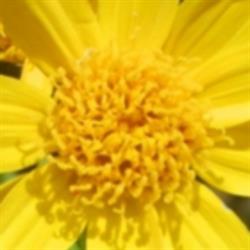 Arnica Massage Therapy, Canmore, AB opening hours