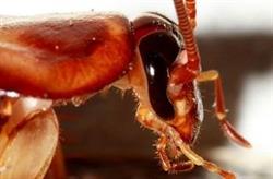 Pest Control Guru, Edmonton, AB opening hours