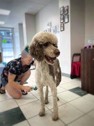 Pups Best Style, Calgary, AB opening hours