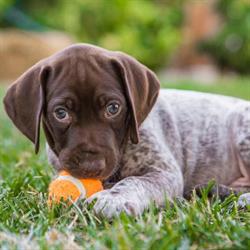 Lakeland Animal Care Group, Lac La Biche, AB opening hours