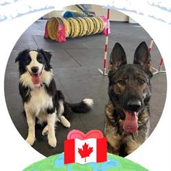 K9 Sports Centre, Carleton Place, ON opening hours