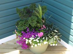 Petals & Blooms Nursery, Tatamagouche, NS opening hours