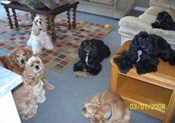 Huggable Hounds Pet Service, Duncan, BC opening hours