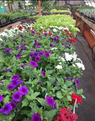 Green Acres Garden Center, Roblin, MB opening hours