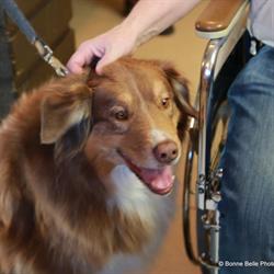 Kelowna Caring Canines Society, opening hours