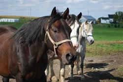 Ranch BoSoleil, Saint-Bernard, QC opening hours