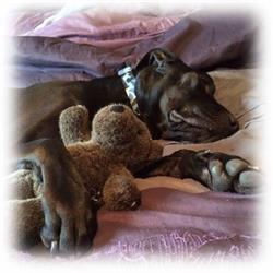 Angel Paws Pet Crematorium Ltd., Conception Bay South, NL opening hours