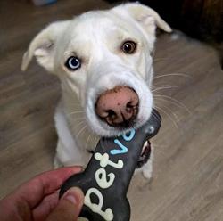 Pet Valu, Drumheller, AB opening hours
