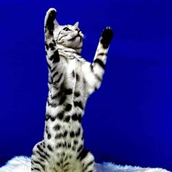 MY BENGAL DREAM, Noelville, ON opening hours