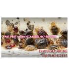 Fast Pest Control - Brampton, opening hours
