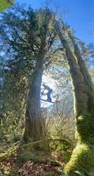 Cloudraker Tree service, Pemberton, BC opening hours