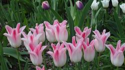 Tulip Laser Clinic, York, ON opening hours