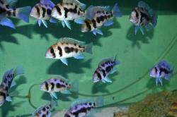 Chrissy's Fishies Tropical Fish Sales & Supplies, North Bay, ON opening hours