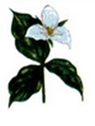 Iron Trillium Inc, Mono, ON opening hours