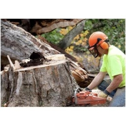 Niagara Tree Care Services, St. Catharines, ON opening hours