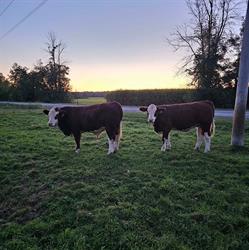 Crystal Brook Farm, Mountain, ON opening hours