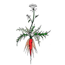 Ferme la Carotte Sauvage - Fleur en Bouche, Bolton-Est, QC opening hours