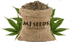 MJ Seeds Canada, Vancouver, BC opening hours