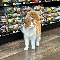 Pet Valu, Didsbury, AB opening hours