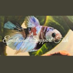 Emotional Support Fish, Quesnel, BC opening hours