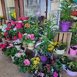 Campbell Flowers, Hamiota, MB opening hours