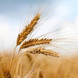 Morinville Municipal Seed Cleaning Co-op Ltd, opening hours