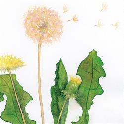Dandelion Art Framing & Gallery, Saskatoon, SK opening hours