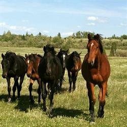 TMAC Eventing & Sport Horses, Buck Lake, AB opening hours