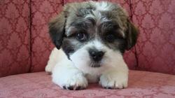 Happy Hounds Dog Grooming, Fort Saskatchewan, AB opening hours
