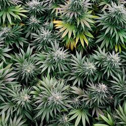 Kraft Cannabis, Guelph, ON opening hours