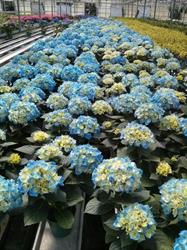 Kamps Hydrangea Inc, Vineland Station, ON opening hours