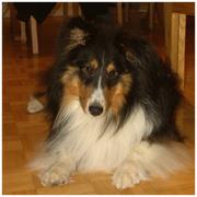 R&H Shelties & Pet Grooming, Bridgetown, NS opening hours