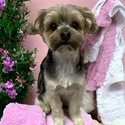 Chow Bella Dog Grooming, Chilliwack, BC opening hours