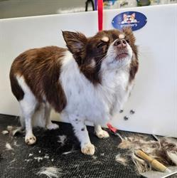 Furry Fanny's Pet Grooming, Winkler, MB opening hours