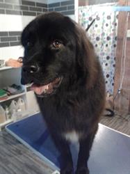 Purrfect Ruff Pet Grooming Spa, Mahone Bay, NS opening hours