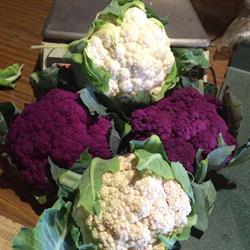 P & R Organics - P & R Farms, Prince George, BC opening hours