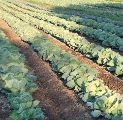 Massad Farms, Leamington, ON opening hours