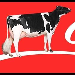 Crovalley Holsteins, Hastings, ON opening hours